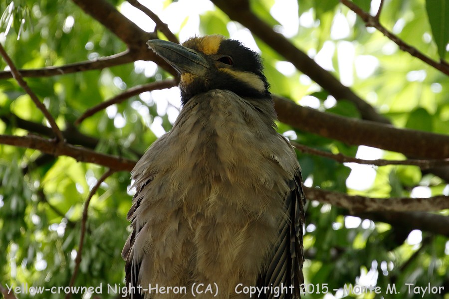 Yellow-crowned Night-Heron -spring- (California)