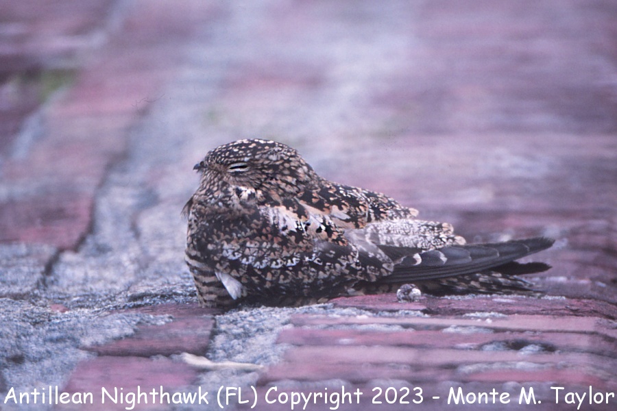 Antillean Nighthawk -spring- (Ft. Jefferson, Dry Tortugas, Florida)