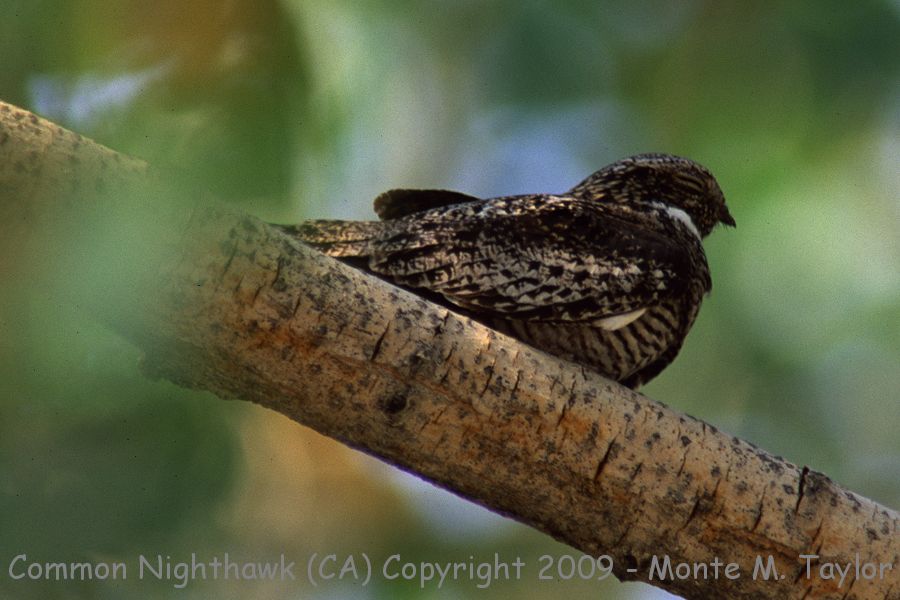 Common Nighthawk -summer- (California)