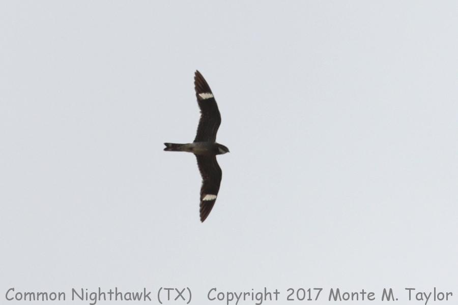 Common Nighthawk -summer- (Texas)