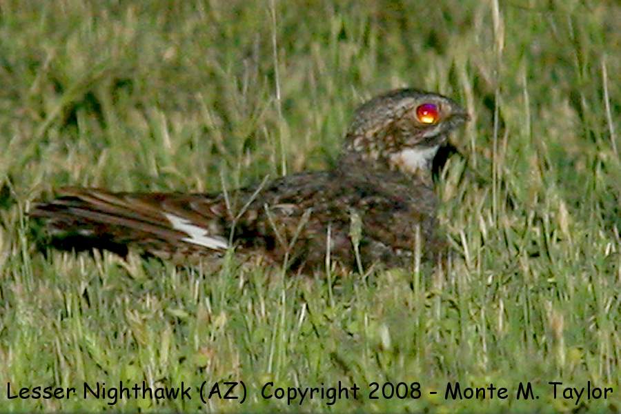 Lesser Nighthawk -summer- (Arizona)