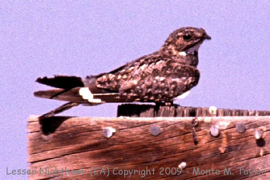 Lesser Nighthawk -summer- (California)