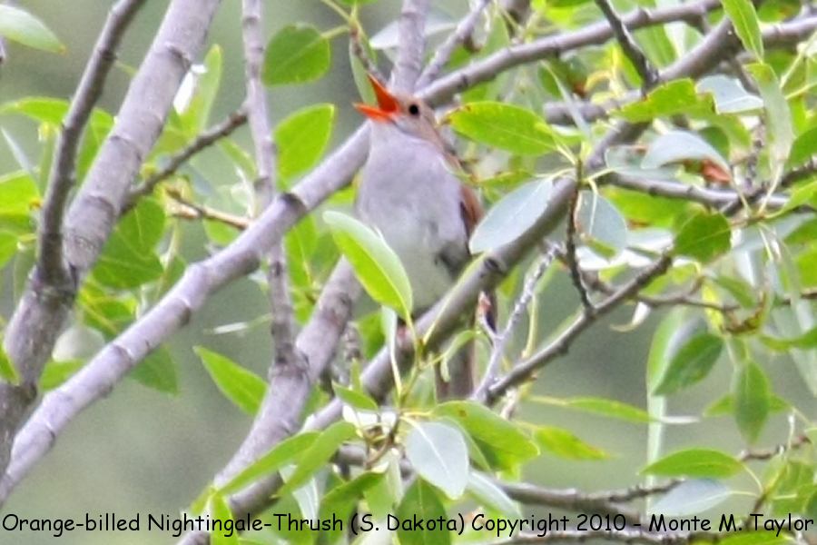 Orange-billed Nightingale-Thrush -Jul 20th, 2010- (Iron Creek, Spearfish, South Dakota)