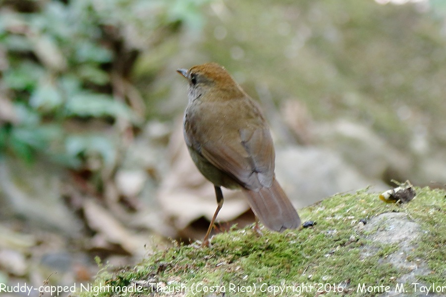 Ruddy-capped Nightingale-Thrush -winter- (Savegre, Costa Rica)