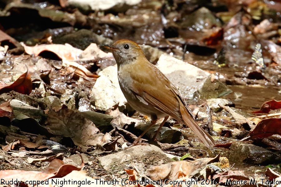 Ruddy-capped Nightingale-Thrush -winter- (Savegre, Costa Rica)