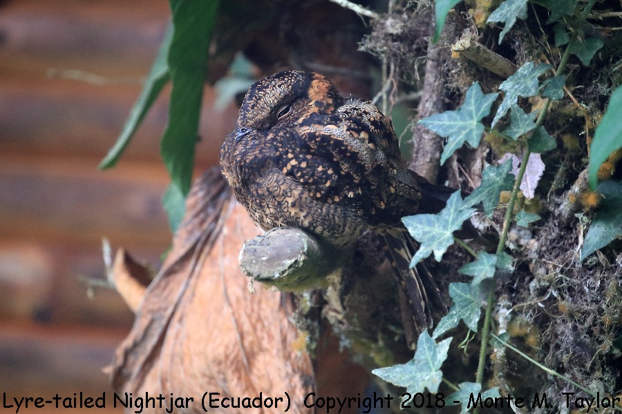 Lyre-tailed Nightjar -November female- (Mashpi, Ecuador)