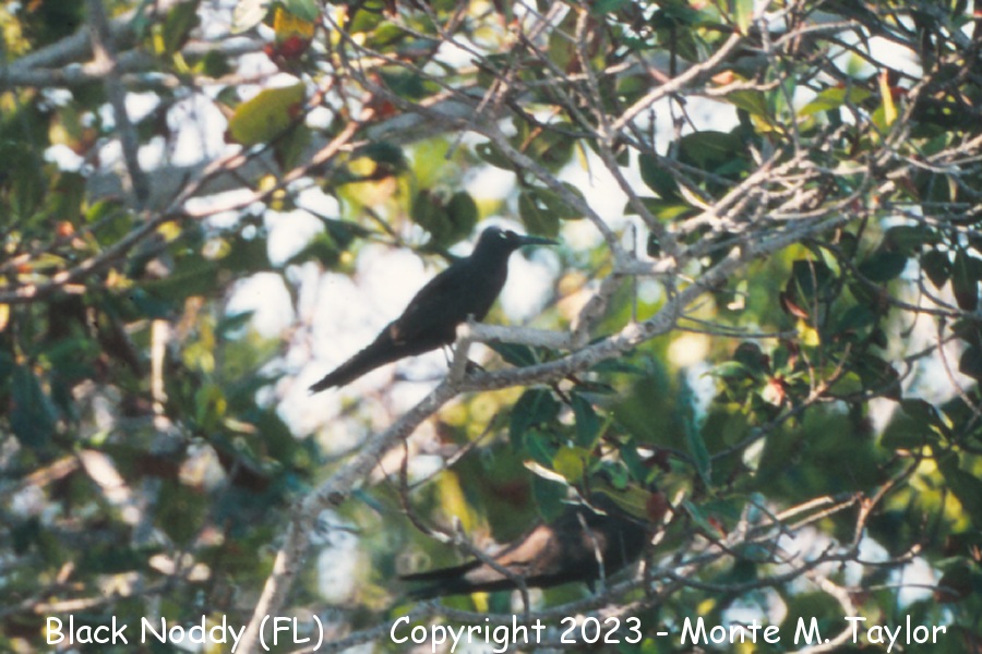 Black Noddy -Apr 18th, 1992- (Dry Tortugas, Florida)
