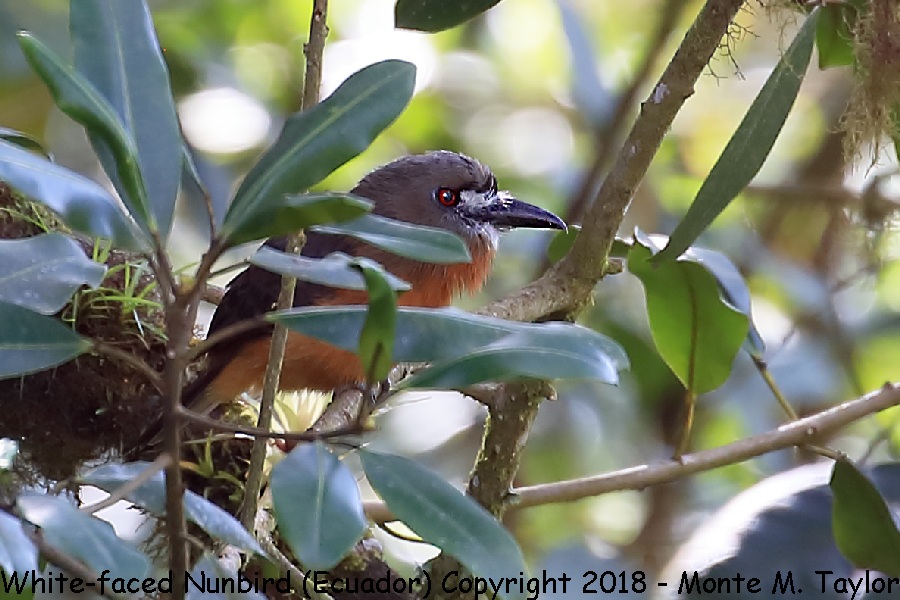 White-faced Nunbird -November- (Ecuador)