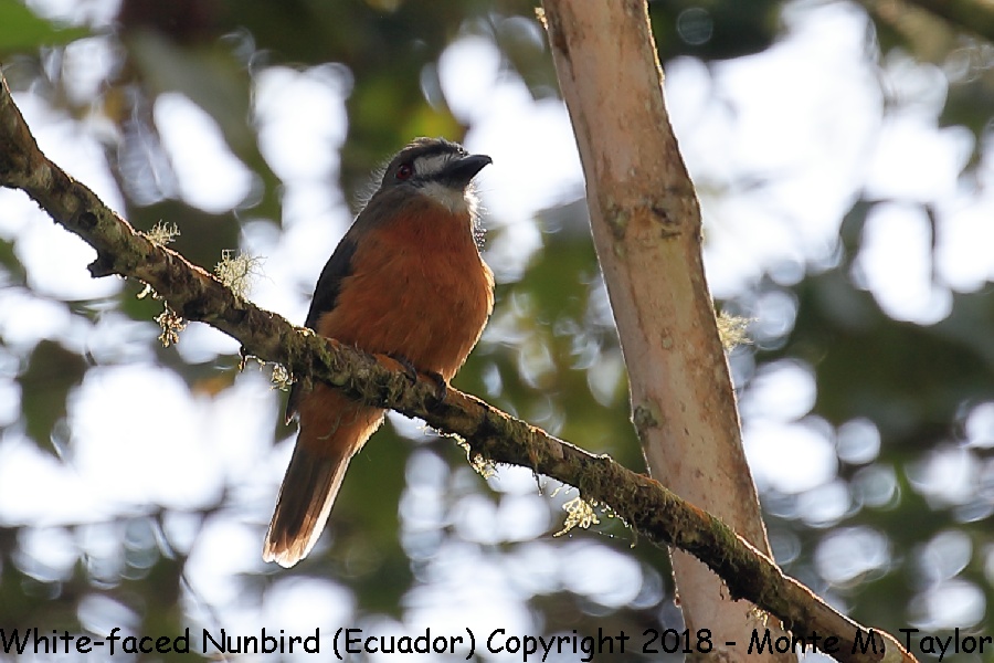 White-faced Nunbird -November- (Ecuador)