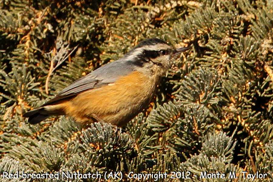 Red-breasted Nuthatch -fall- (Alaska)