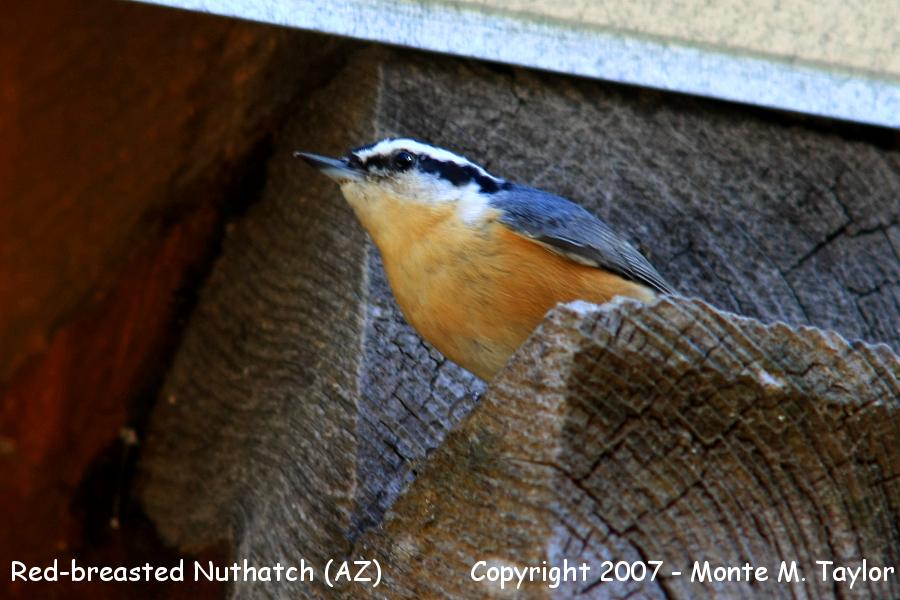 Red-breasted Nuthatch -summer- (Arizona)