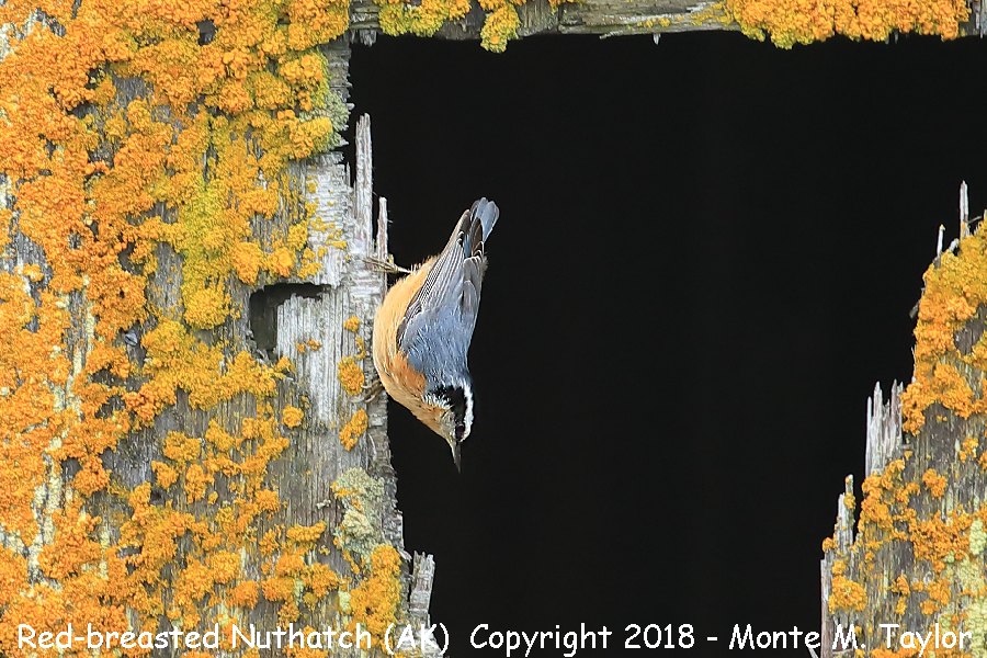 Red-breasted Nuthatch -fall- (Gambell, Alaska)