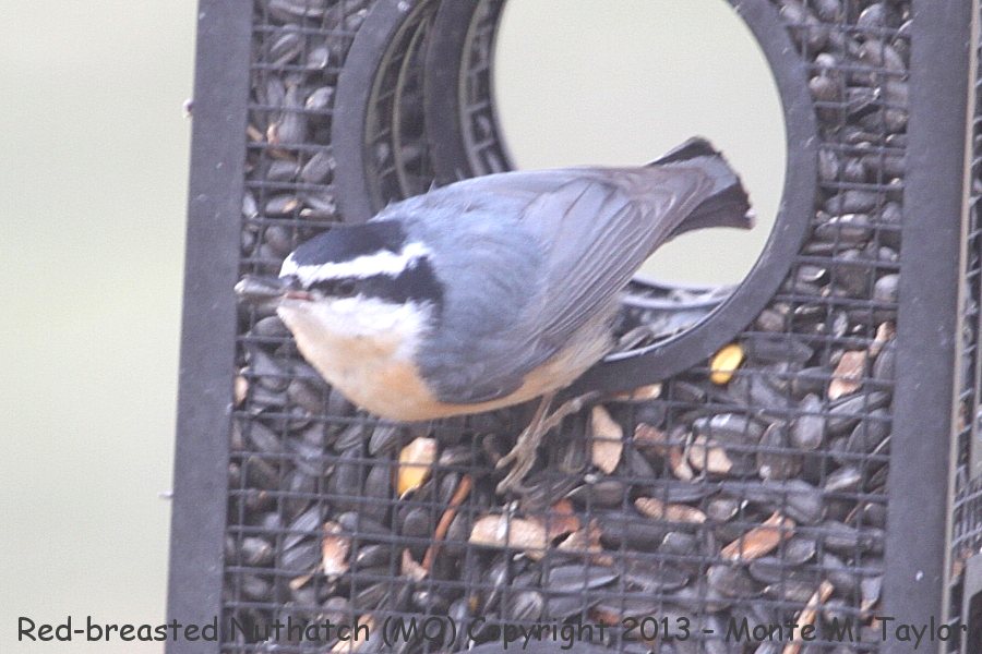 Red-breasted Nuthatch -winter- (Missouri)