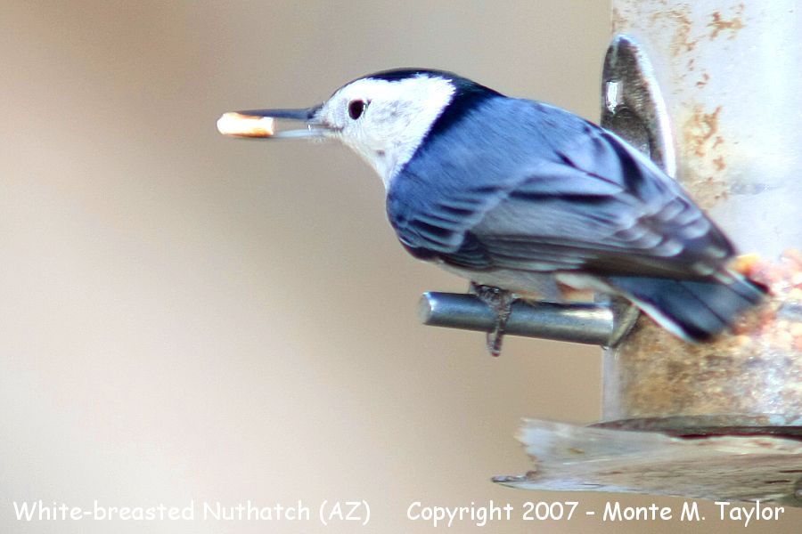 White-breasted Nuthatch -spring- (Arizona)