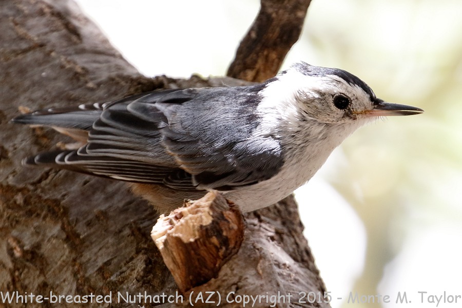 White-breasted Nuthatch -spring- (Arizona)