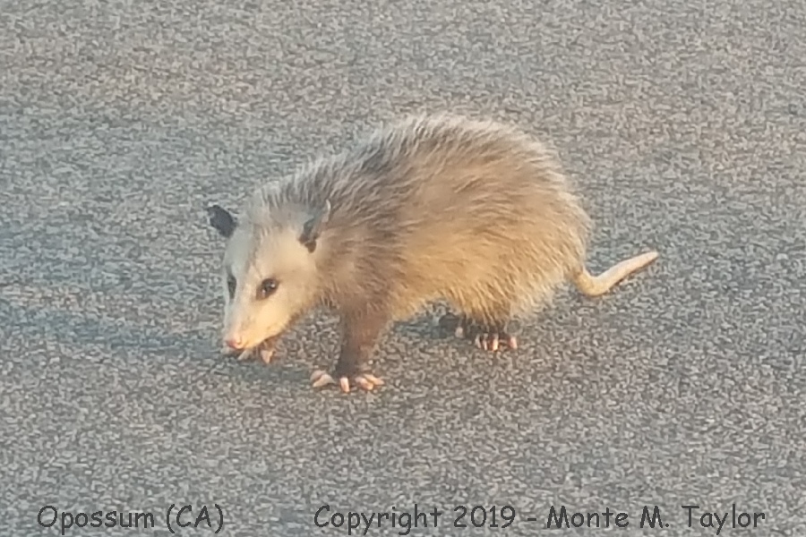 Opossum -fall- (California)