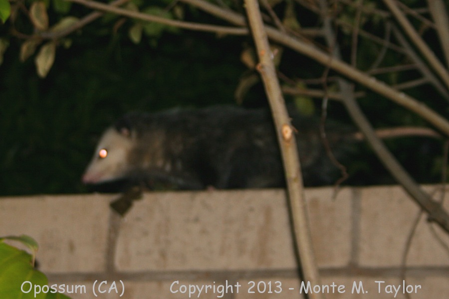 Opossum -summer- (California)