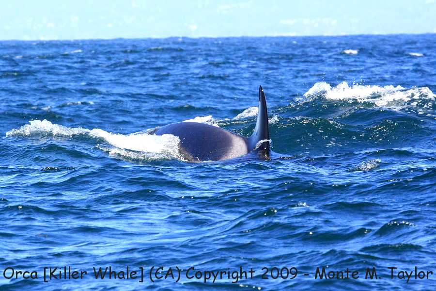 Orca [Killer Whale] -spring- (Monterey, California)