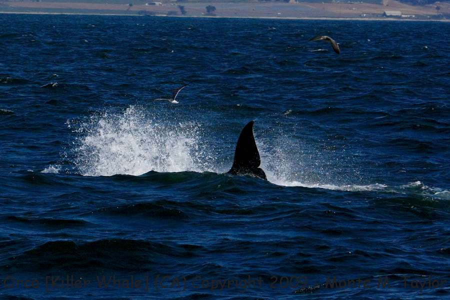 Orca [Killer Whale] -spring- (Monterey, California)