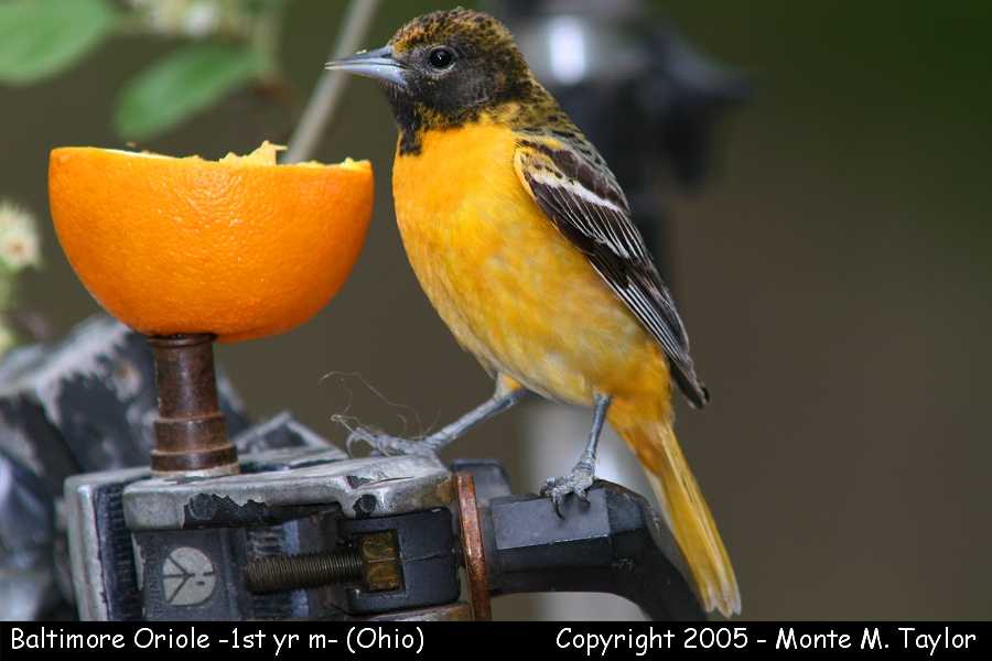 Baltimore Oriole -spring 1st year male- (Ohio)