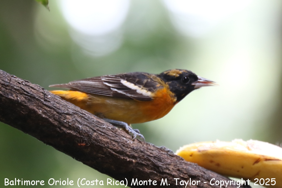 Baltimore Oriole -march male- (Selva Verde, Costa Rica)