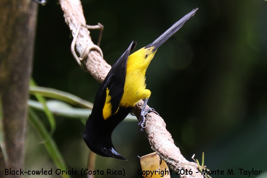 Black-cowled Oriole -winter- (Selva Verde, Costa Rica)