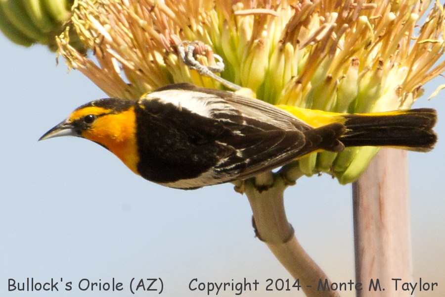 Bullock's Oriole -summer male- (Arizona)