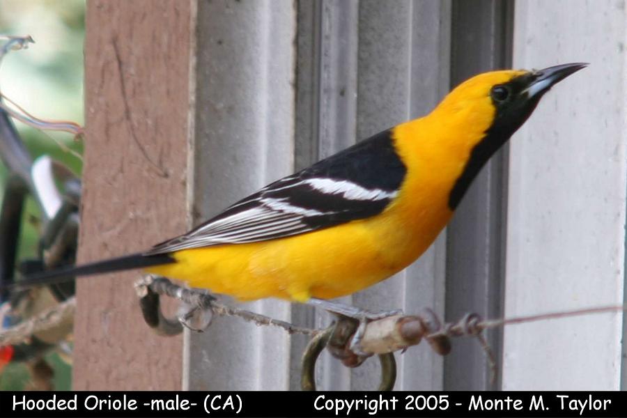 Hooded Oriole -spring male- (California)