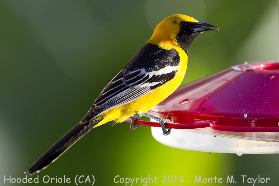 Hooded Oriole -spring male- (California)