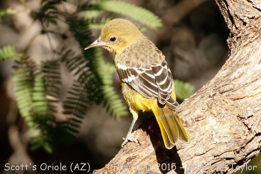 Scott's Oriole -spring female- (Arizona)