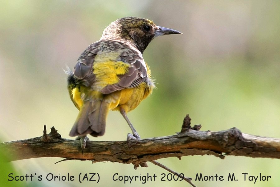  Scott's Oriole -spring juvenal male- (Arizona)