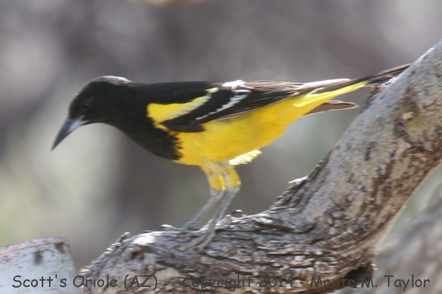  Scott's Oriole -spring male- (Arizona)