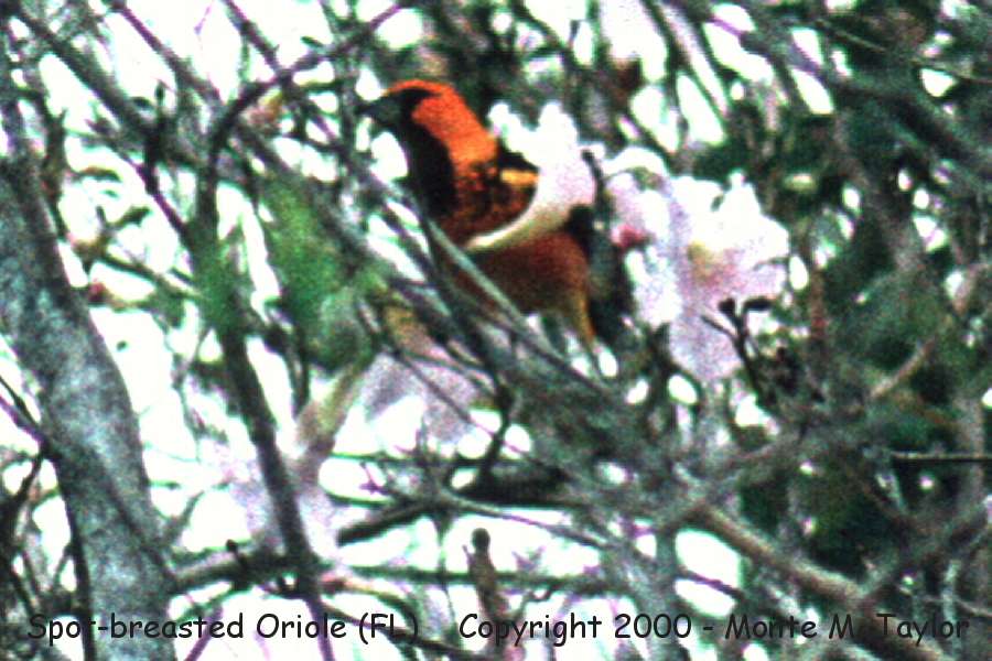 Spot-breasted Oriole -spring- (Florida)
