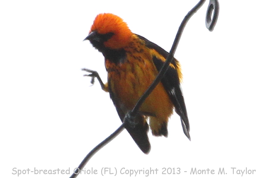 Spot-breasted Oriole -spring- (Florida)