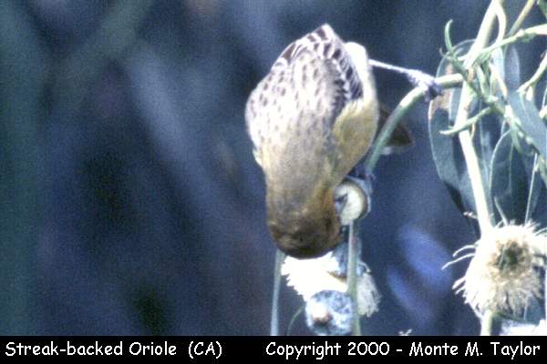 Streak-backed Oriole -Jan 8th, 1997 male- (Huntington Beach, California)
