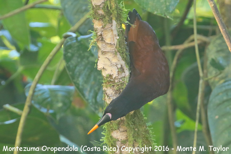 Montezuma Oropendola -winter- (Selva Verde, Costa Rica)