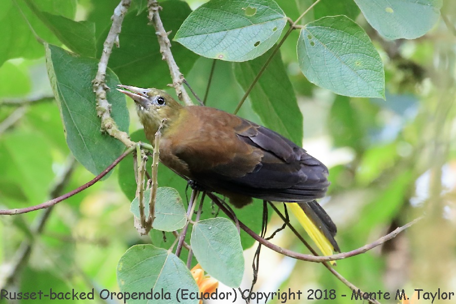 Russet-backed Oropendola -November- (Ecuador)