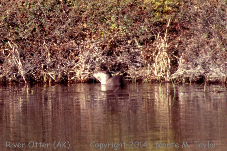 Northern River Otter -spring- (Nome, Alaska)