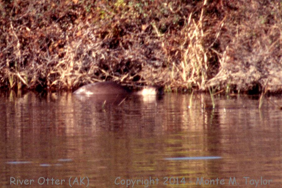 Northern River Otter -spring- (Nome, Alaska)