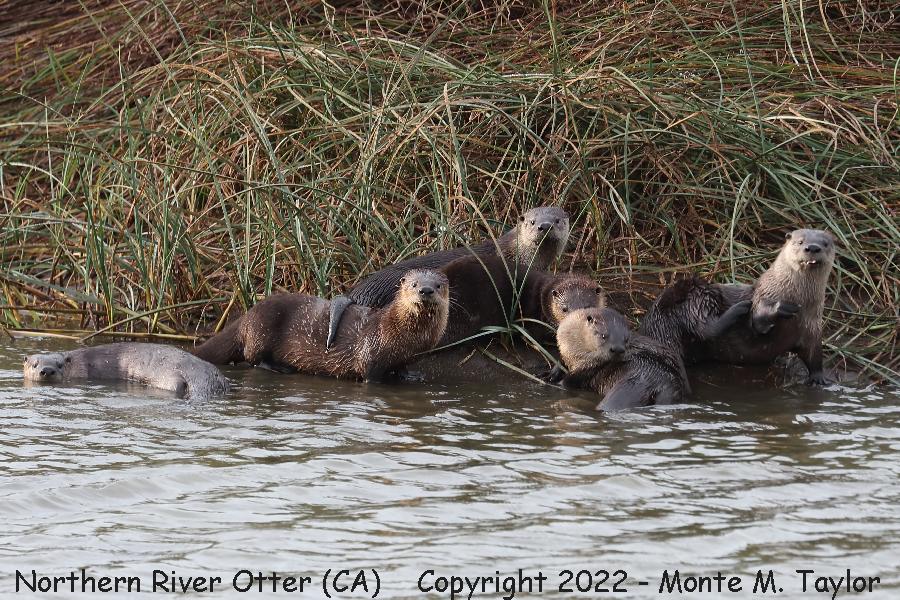 Northern River Otter -fall- (California)