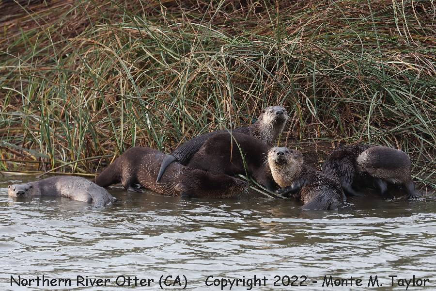 Northern River Otter -fall- (California)