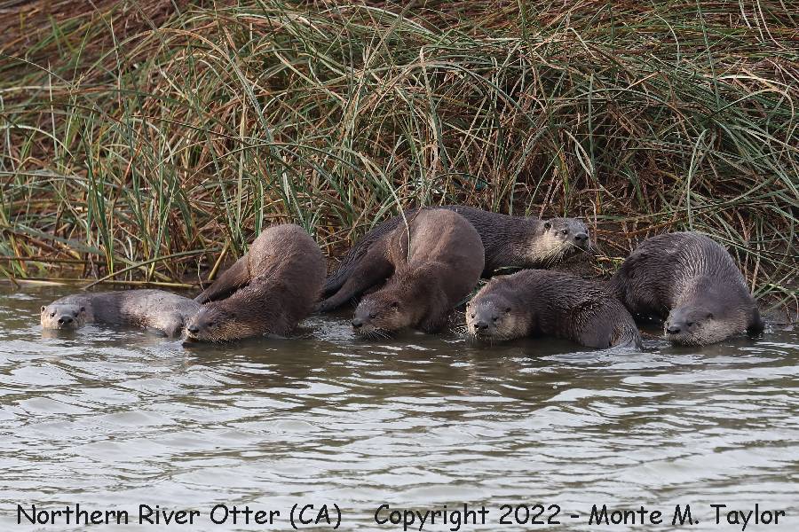 Northern River Otter -fall- (California)