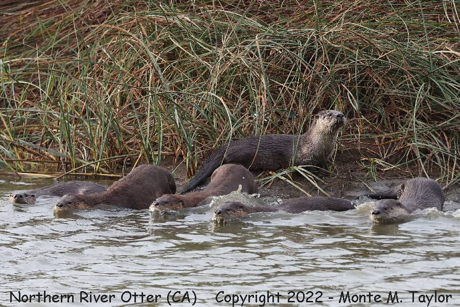 Northern River Otter -fall- (California)
