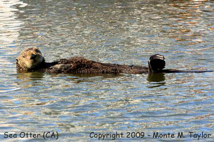 Sea Otter (Monterey Bay, California)