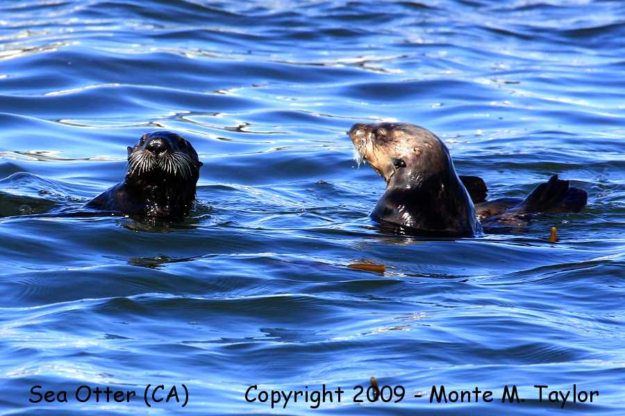 Sea Otter (Monterey Bay, California)