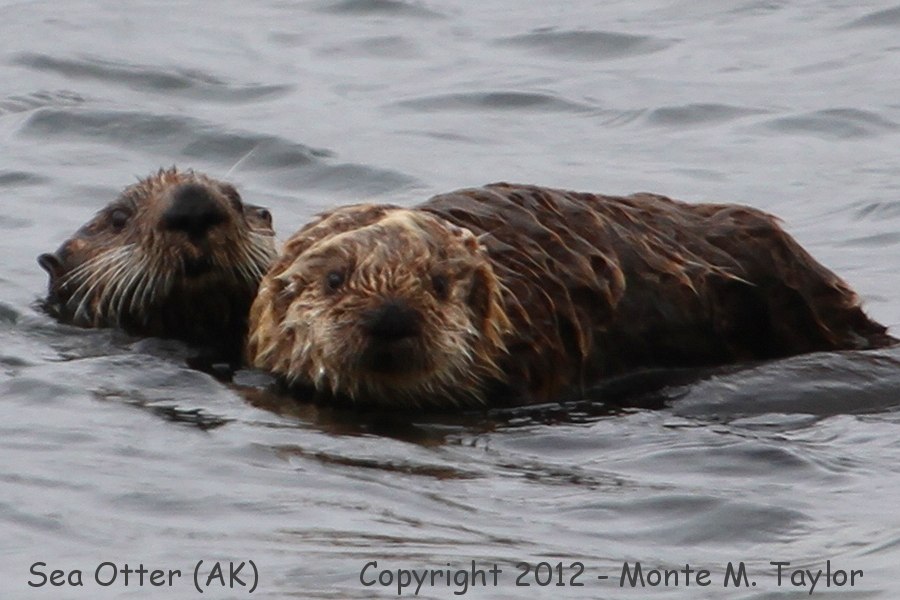 Sea Otter w/pup -spring- (Adak Island, Aleutians, Alaska)
