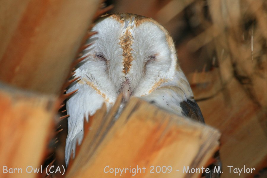 Barn Owl -spring- (California)