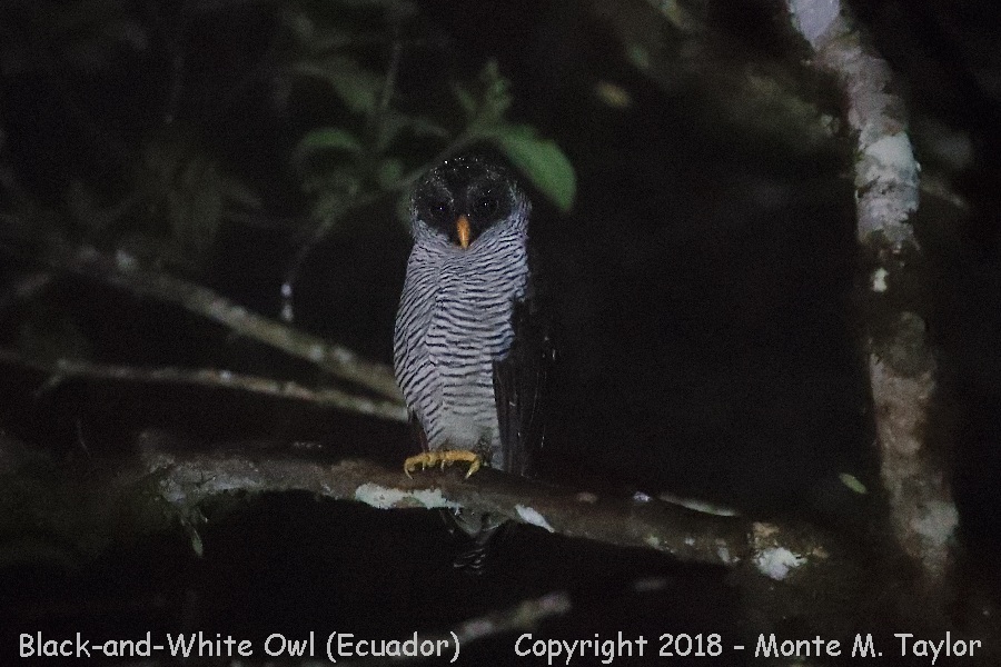 Black-and-White Owl -November- (Milpe, Ecuador)