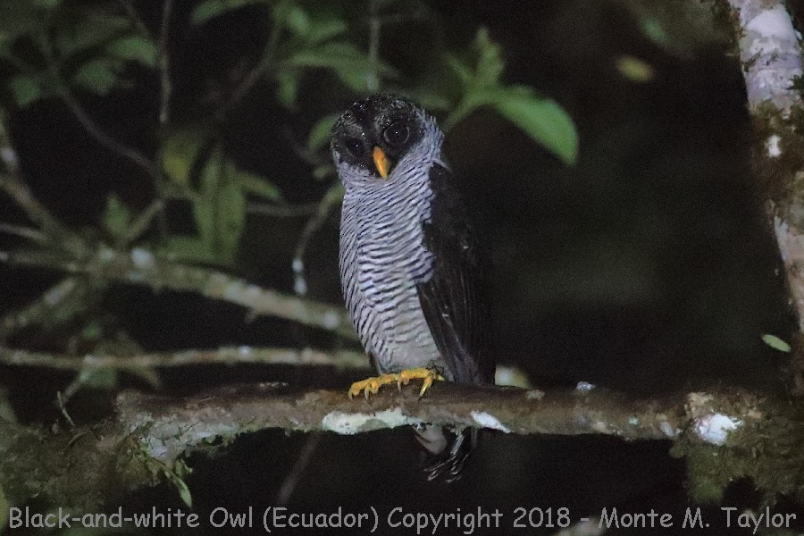 Black-and-White Owl -November- (Milpe, Ecuador)