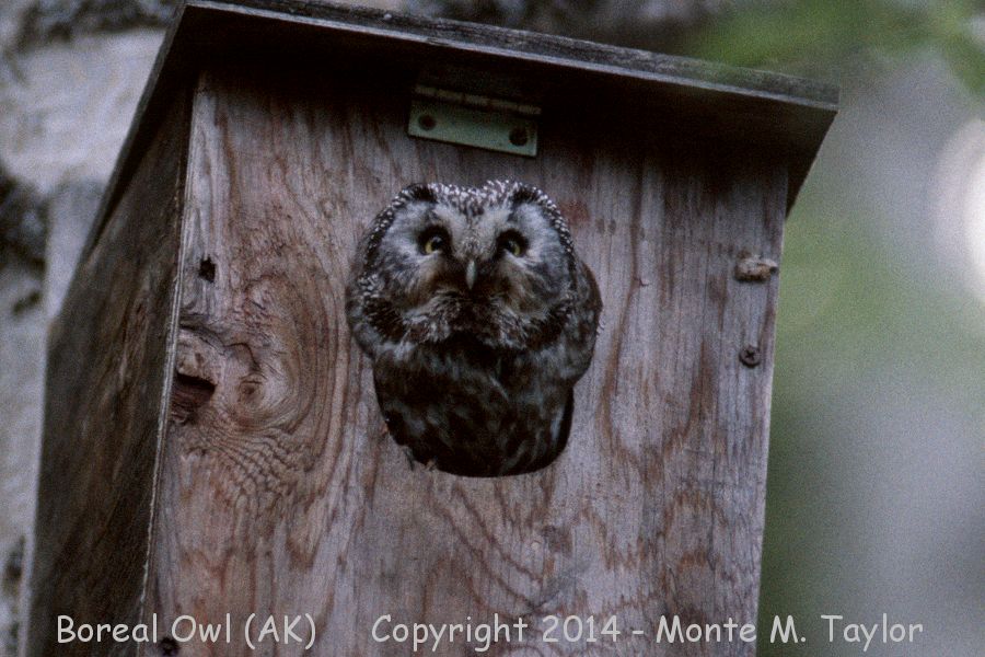 Boreal Owl -spring- (Anchorage, Alaska)